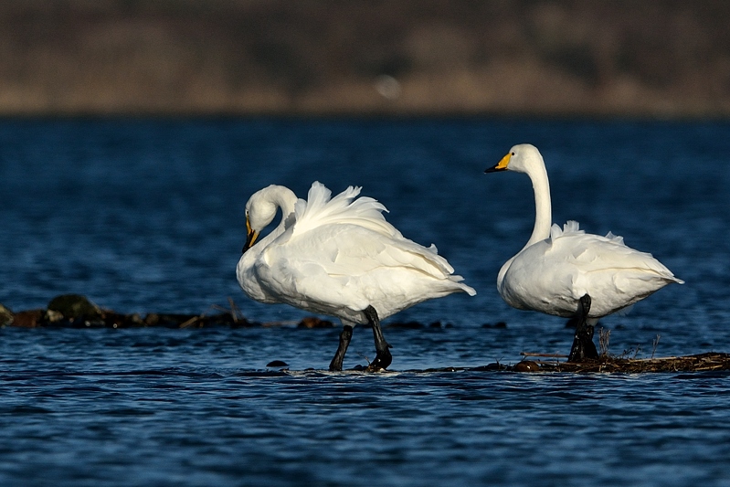 Wilde zwaan